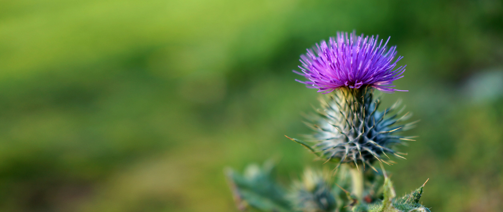 the Thistle（国花）